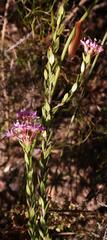 Agathosma marlothii