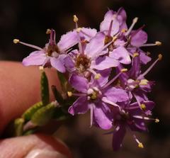 Agathosma marlothii