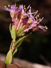 Agathosma marlothii