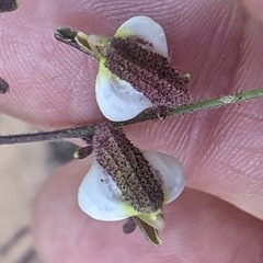 Cordylanthus nevinii