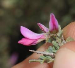 Indigofera nigromontana