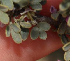 Indigofera nigromontana