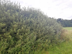 Salix × reichardtii