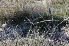 Aspalathus ternata