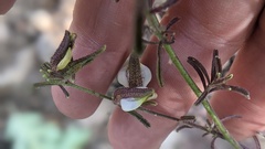 Cordylanthus nevinii