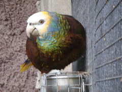 St. Vincent Amazon photo 3