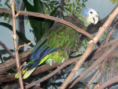 St. Vincent Amazon photo 4