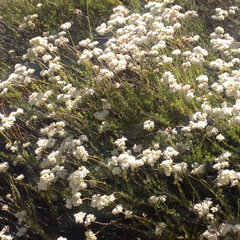 Eriogonum fasciculatum foliolosum