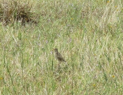 Anthus spragueii
