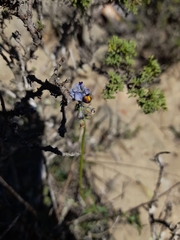 Monnina philippiana