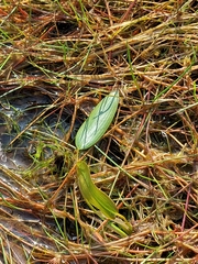 Potamogeton polygonifolius