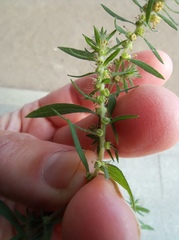 Bassia scoparia