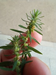 Bassia scoparia