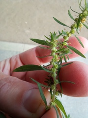 Bassia scoparia