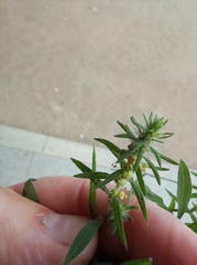Bassia scoparia
