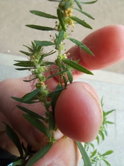 Bassia scoparia
