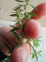 Bassia scoparia