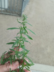 Bassia scoparia