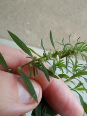 Bassia scoparia