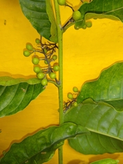 Cestrum racemosum