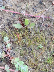 Pilularia globulifera