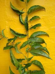Cestrum racemosum