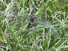 Sympetrum danae