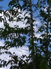 Cestrum racemosum
