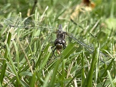 Sympetrum danae