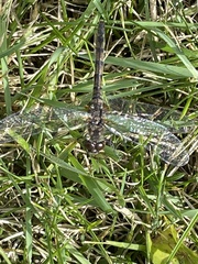 Sympetrum danae