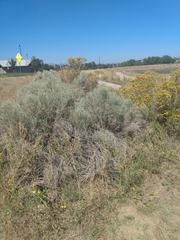 Ericameria nauseosa speciosa