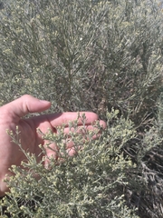 Ericameria nauseosa speciosa