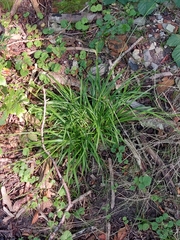 Carex binervis