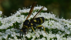 Leucospis dorsigera