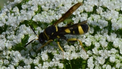 Leucospis dorsigera