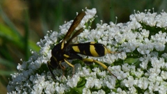 Leucospis dorsigera