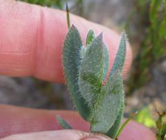 Heliophila linearis linearis