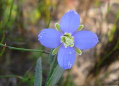 Heliophila linearis linearis