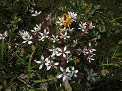 Micranthes stellaris robusta