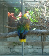 St. Vincent Amazon photo 2