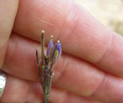 Heliophila linearis linearis