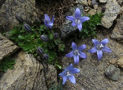 Campanula cenisia
