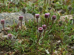 Erigeron uniflorus