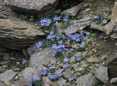 Campanula cenisia