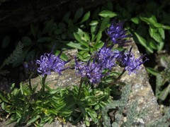 Phyteuma globulariifolium