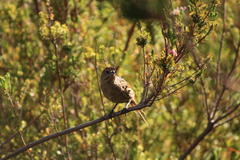 Sphenoeacus afer afer