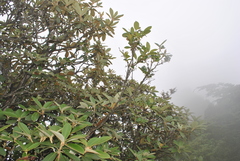 Lyonia villosa