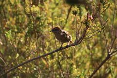 Sphenoeacus afer afer