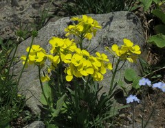 Erysimum jugicola