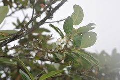 Lyonia villosa